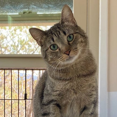 BLACKBURN - Domestic Short Hair available for adoption