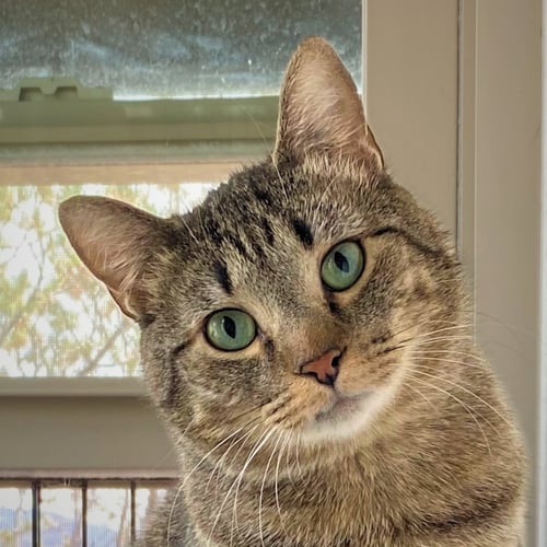 BLACKBURN - Domestic Short Hair available for adoption