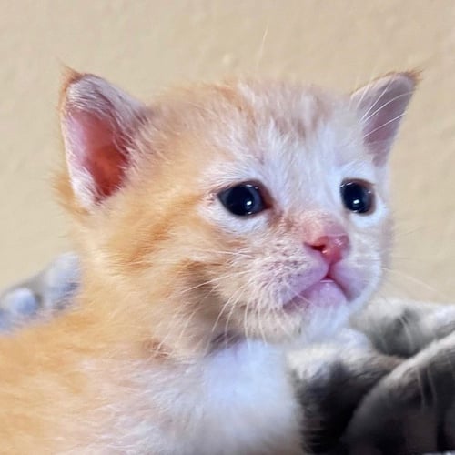 SAMWISE [AND FRODO] - Domestic Short Hair available for adoption