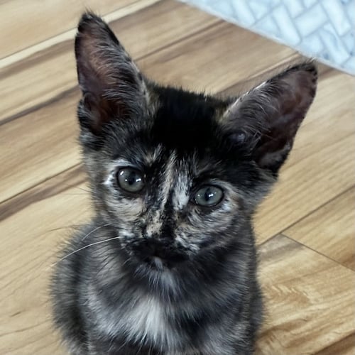 MYST [AND RIVEN] - Domestic Short Hair available for adoption