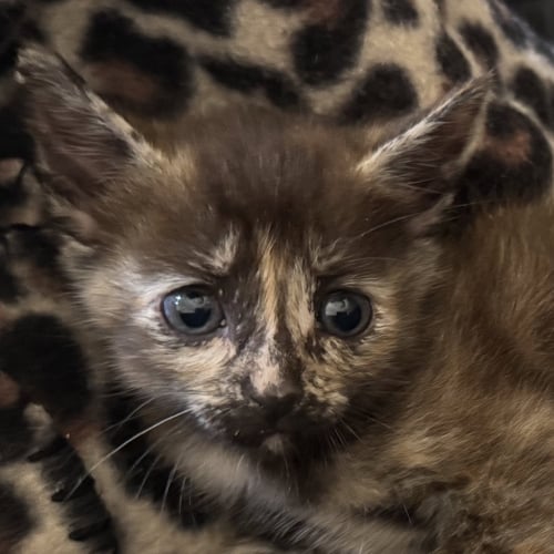 MYST [AND RIVEN] - Domestic Short Hair available for adoption
