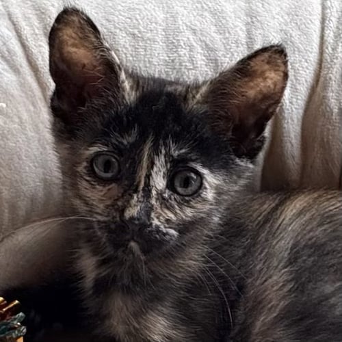 MYST [AND RIVEN] - Domestic Short Hair available for adoption