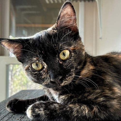 VALENCIA - Domestic Short Hair available for adoption