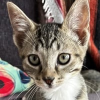 Griffin - Photo 1