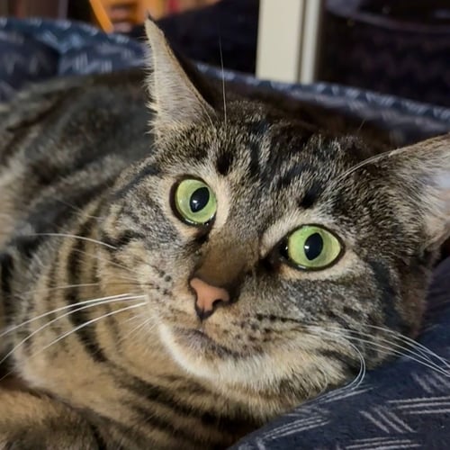 JEM [AND FILBERT] - Domestic Short Hair available for adoption