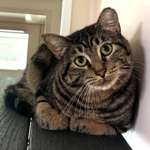 JEM [AND FILBERT] - Domestic Short Hair available for adoption