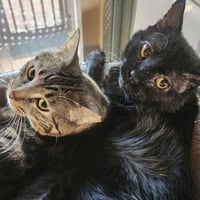 Jem [and Filbert] - Photo 4