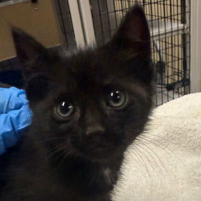 CORAL - Domestic Medium Hair available for adoption