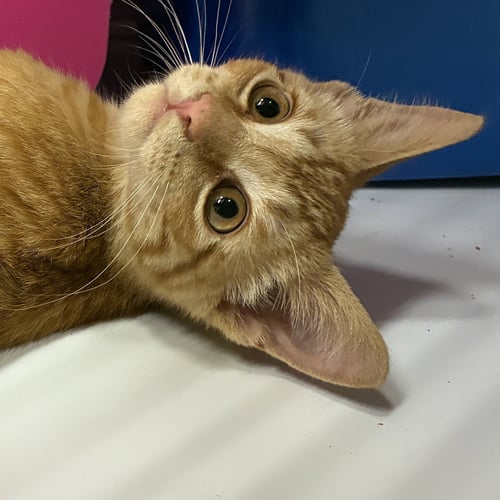 DARRYL - Domestic Short Hair available for adoption