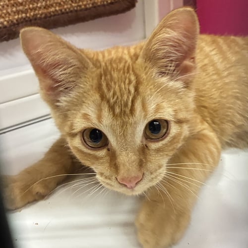 DARRYL - Domestic Short Hair available for adoption