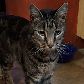 GOOFY BOY [AND LITTLE KIT AND BIG KIT] - Domestic Short Hair available for adoption