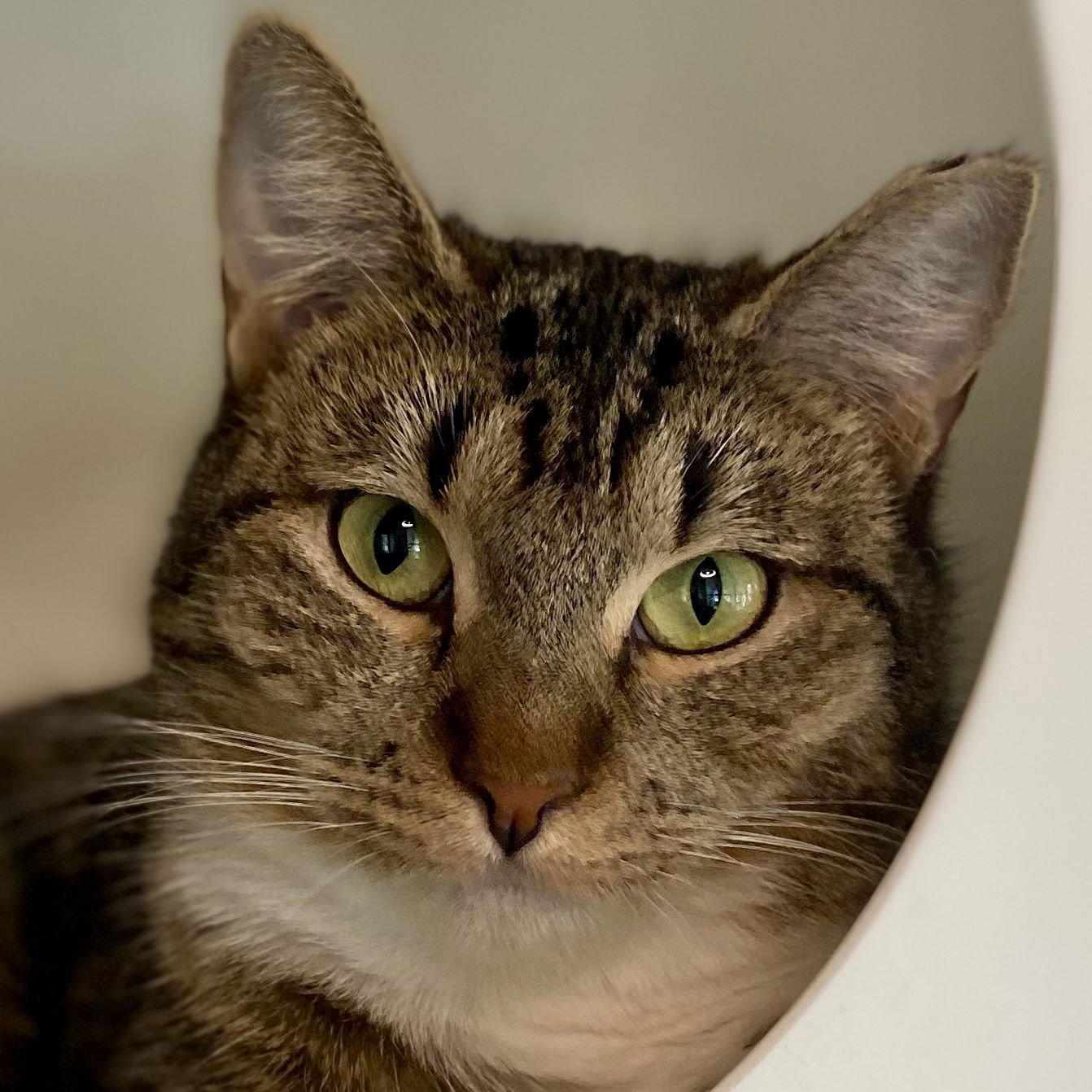 PAOLA - Domestic Short Hair available for adoption