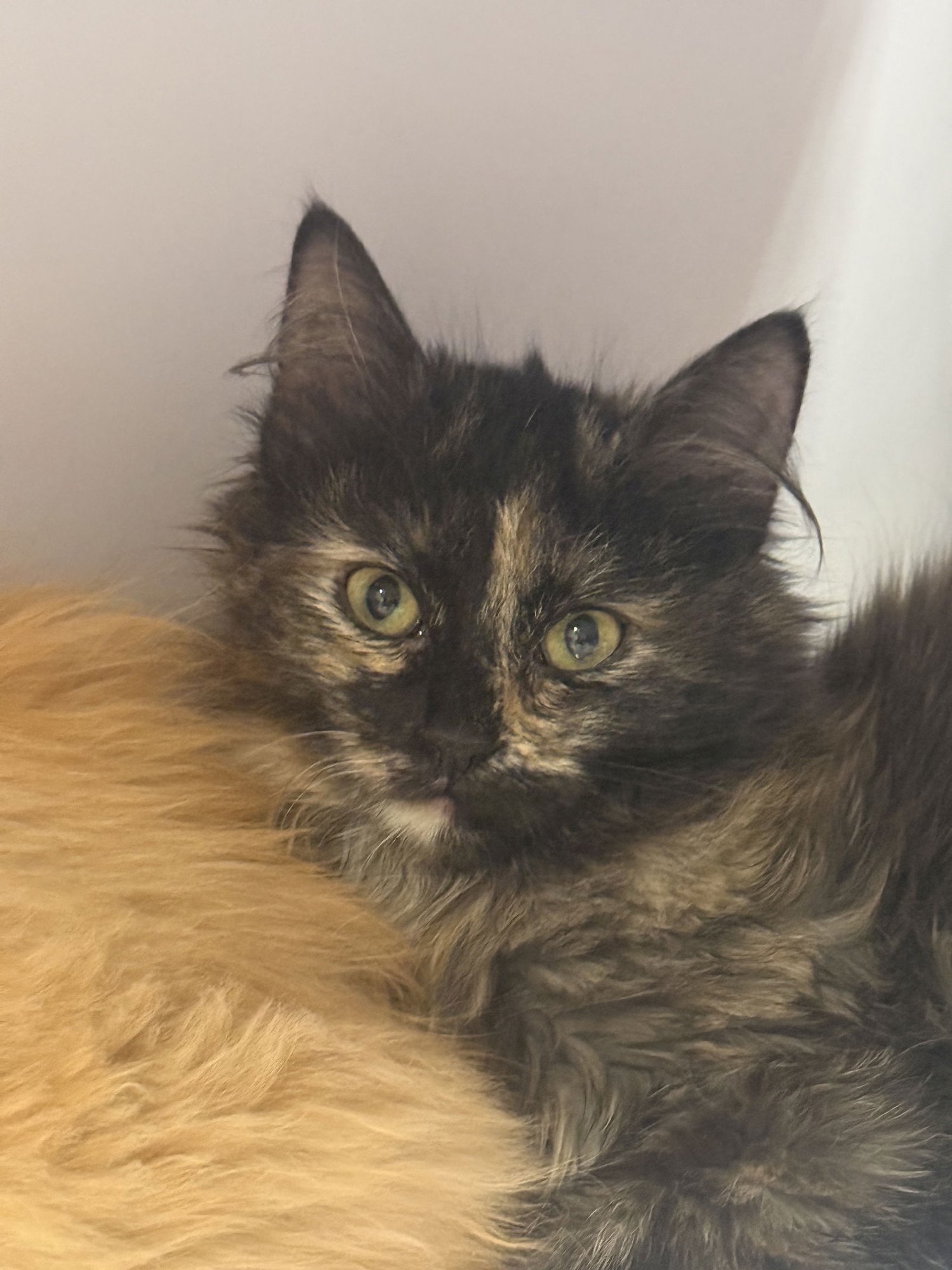 QUARTZITE - Domestic Medium Hair available for adoption