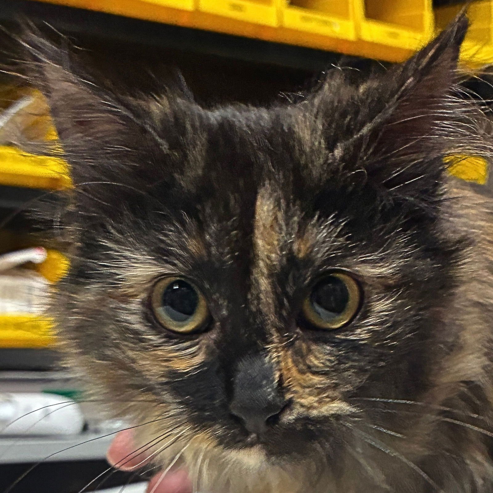 QUARTZITE - Domestic Medium Hair available for adoption