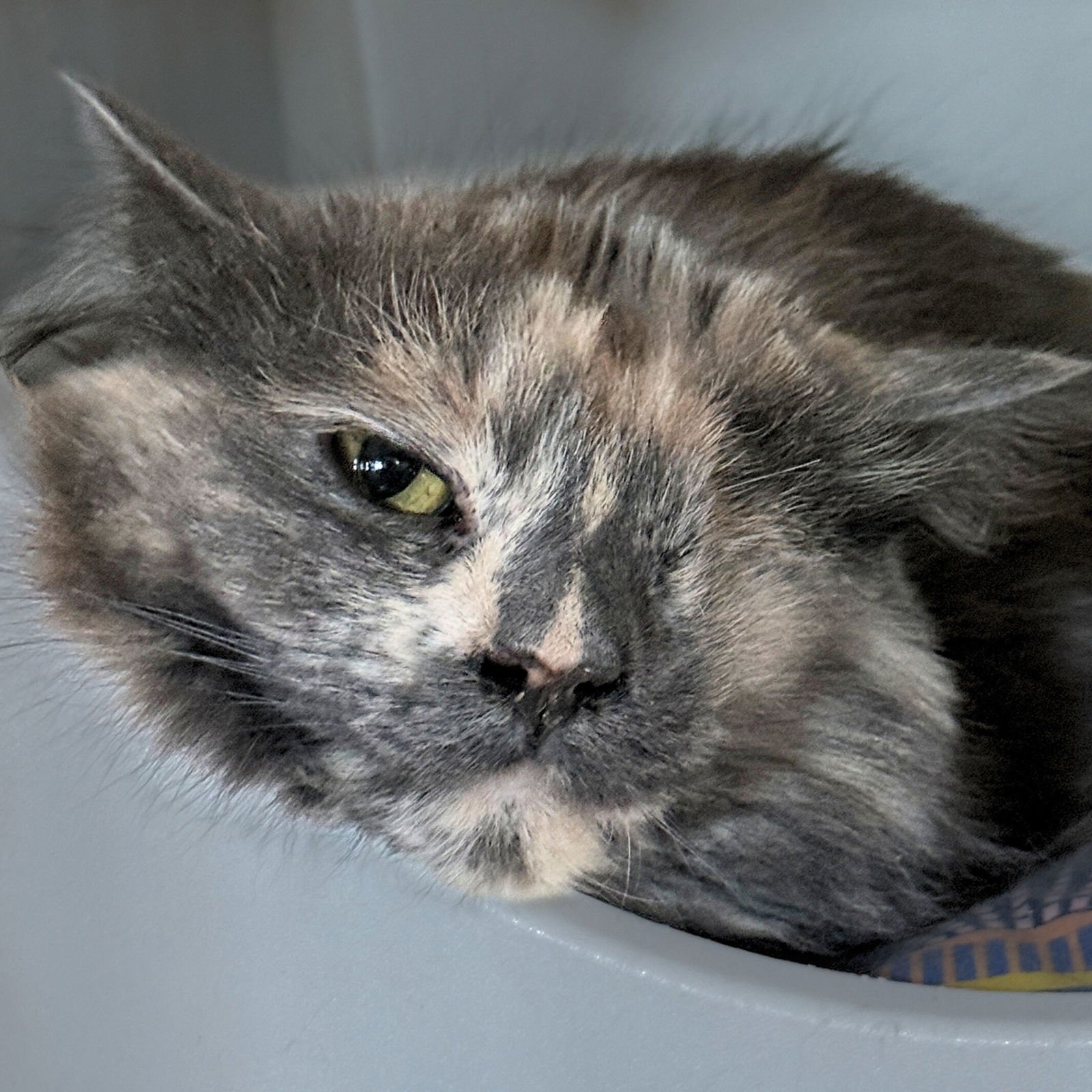 RAE - Domestic Long Hair available for adoption