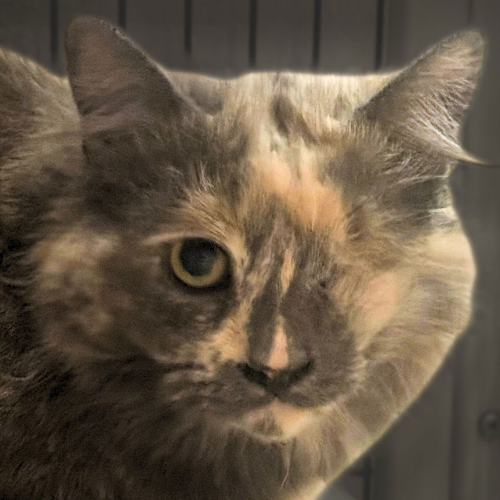 RAE - Domestic Long Hair available for adoption