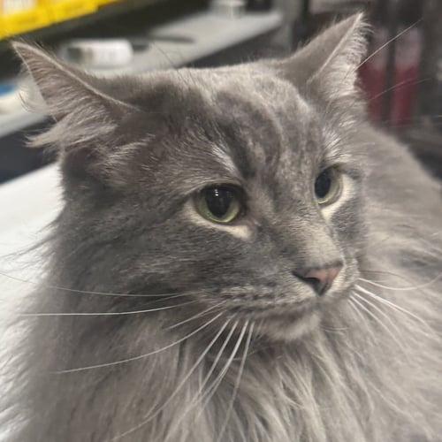 LOLO [AND PANDASHAR] - Domestic Long Hair available for adoption