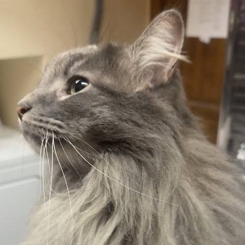 LOLO [AND PANDASHAR] - Domestic Long Hair available for adoption