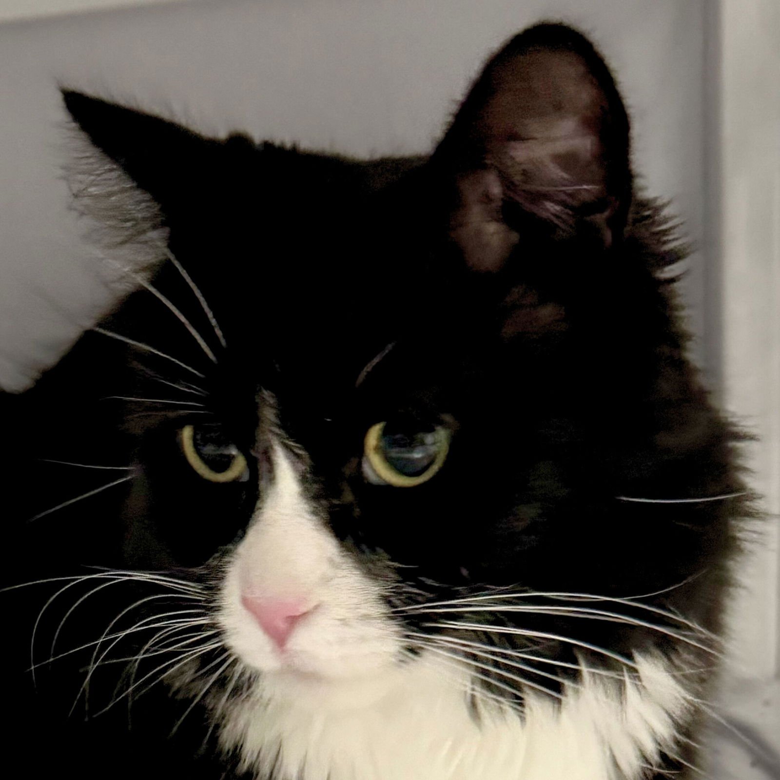 FERRIS MEWLER - Domestic Medium Hair available for adoption