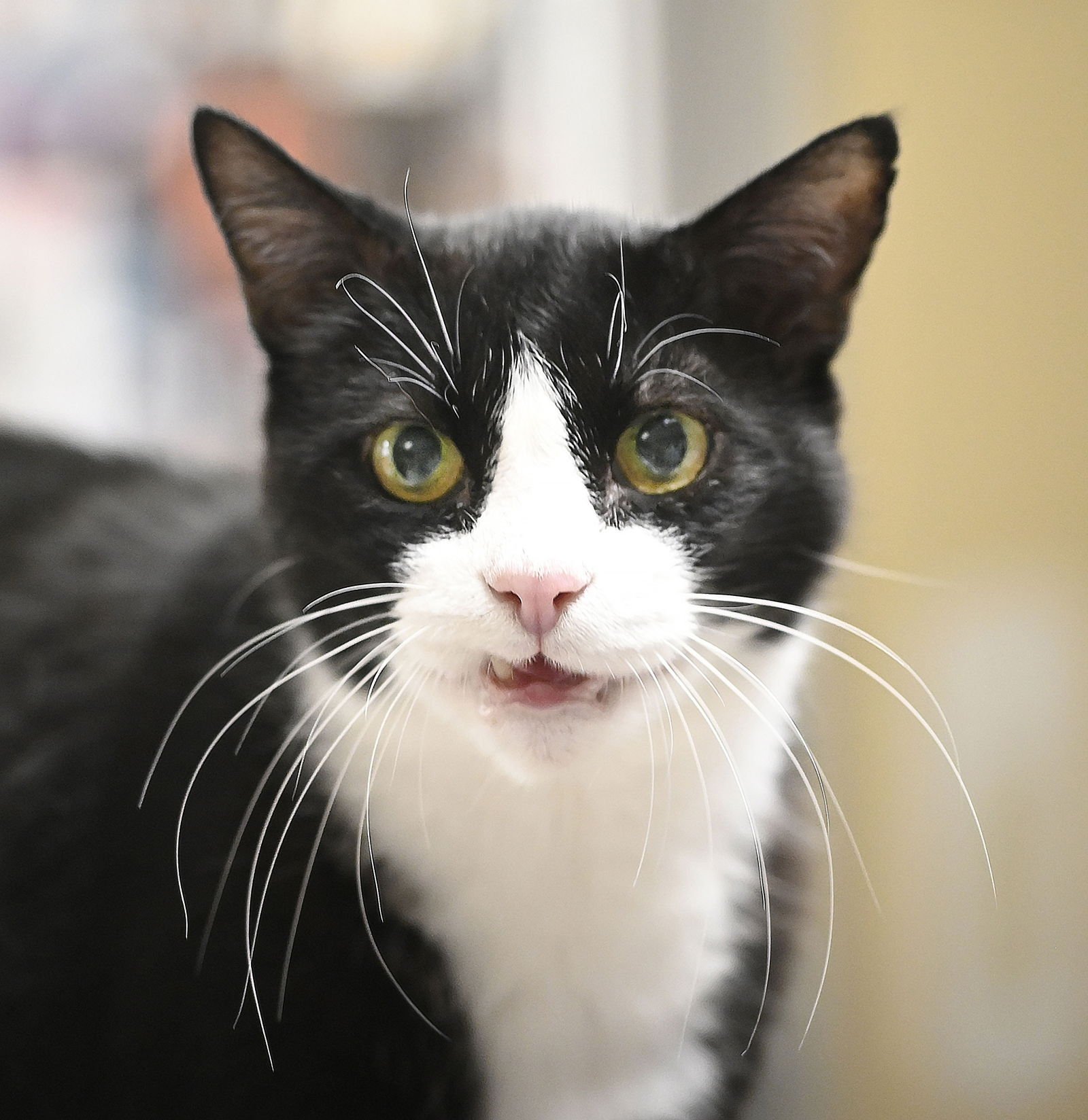 BOC - Domestic Short Hair available for adoption