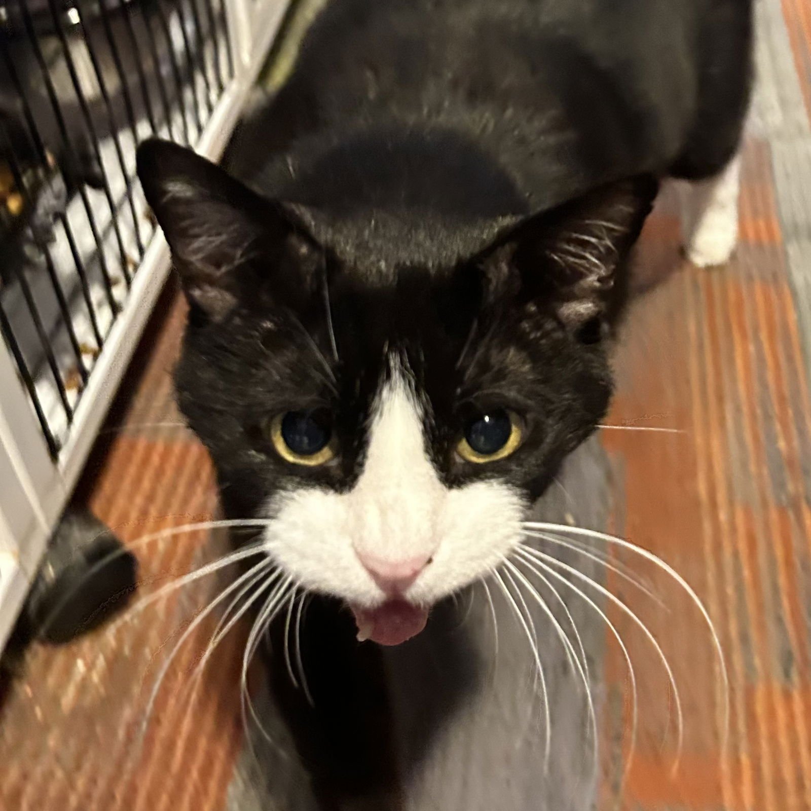 BOC - Domestic Short Hair available for adoption