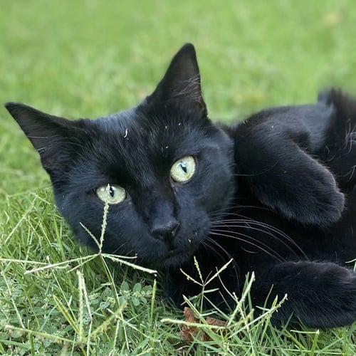NINJA