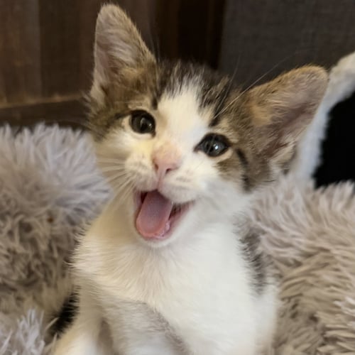 MR. ZIGGY [AND FIGARO] - Domestic Short Hair available for adoption