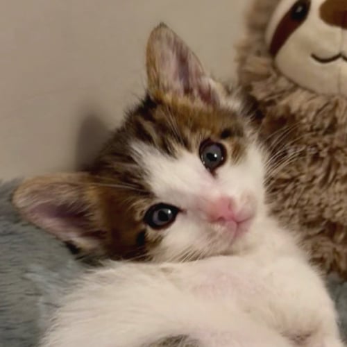MR. ZIGGY [AND FIGARO] - Domestic Short Hair available for adoption
