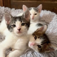 Mr. Ziggy [and Figaro] - Photo 3