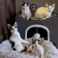 Mr. Ziggy [and Figaro] - Photo 4