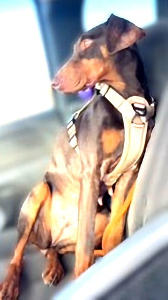 MYLAH - Doberman Pinscher available for adoption