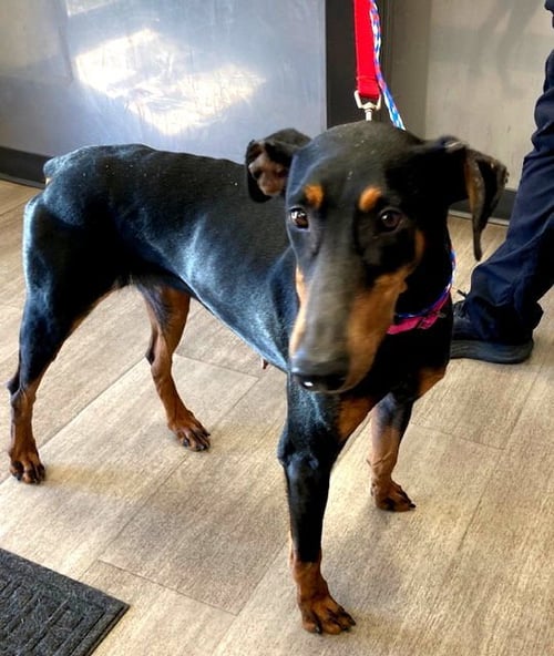ZELDA - Doberman Pinscher for adoption in Omaha