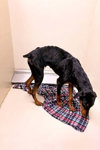 Zelda - Photo 3