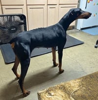Zelda - Photo 5