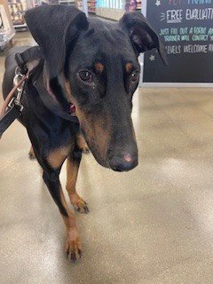 DOZER - Doberman Pinscher for adoption in Omaha