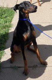 Dozer - Photo 3