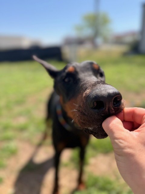 PANDORA - Doberman Pinscher available for adoption