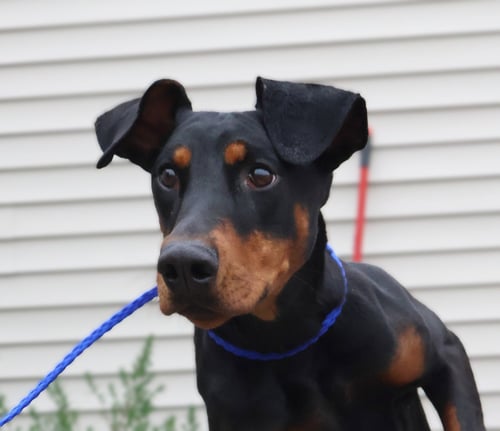 VIOLET - Doberman Pinscher for adoption in Omaha