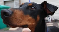 Violet - Photo 13