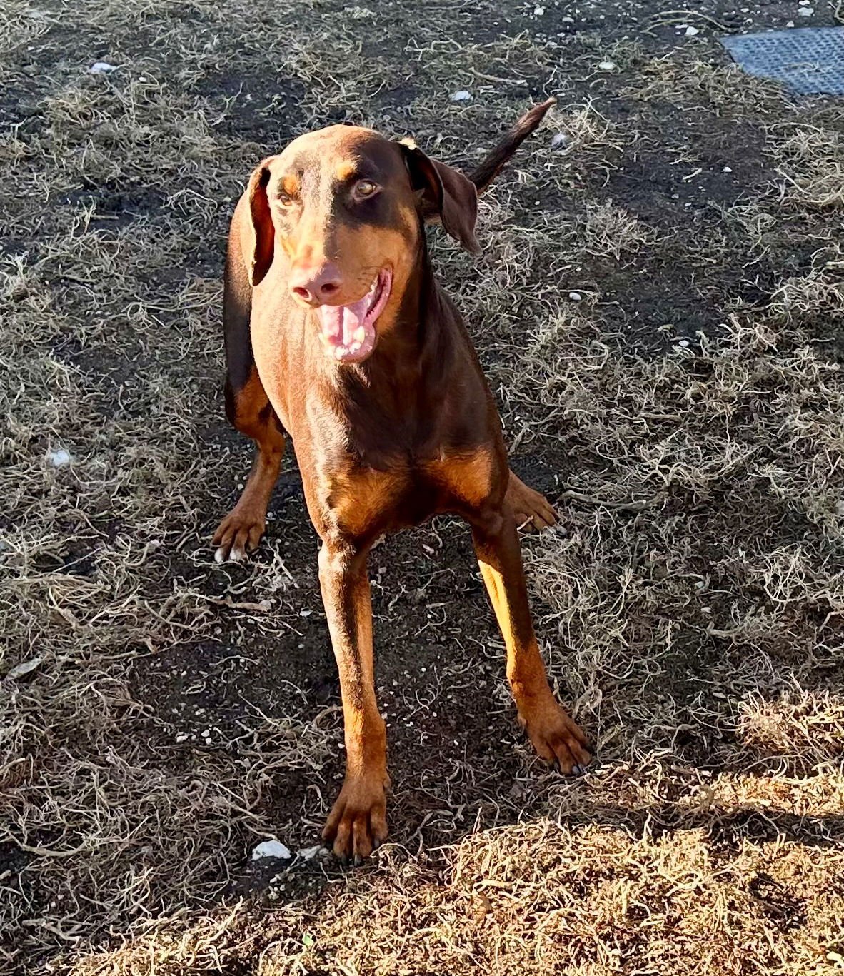 BREE **ADOPTION SUBMITTED - PENDING APPROVAL ** - Doberman Pinscher for adoption in Omaha