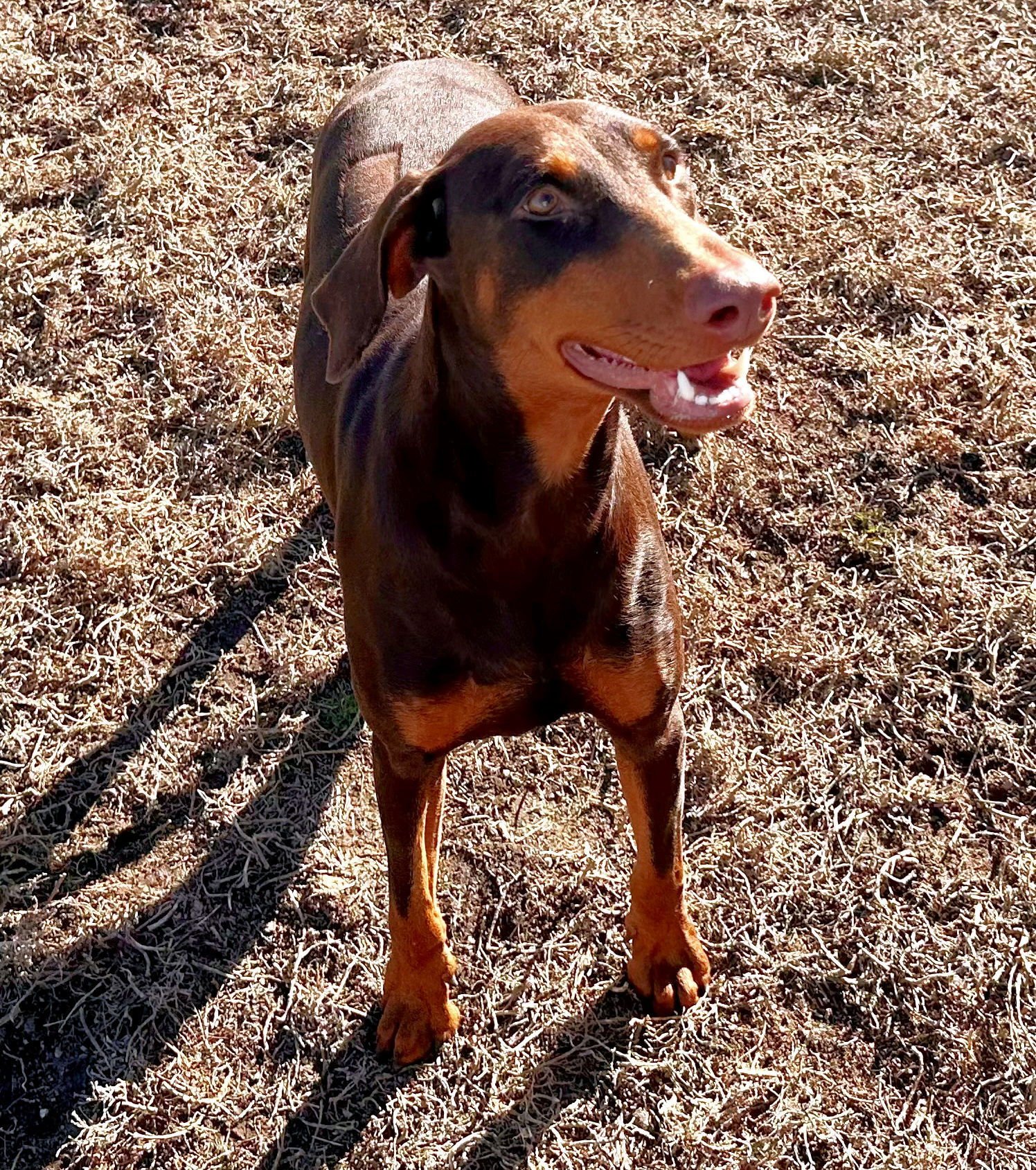 Bree **Adoption Submitted - Pending Approval ** - Photo 2