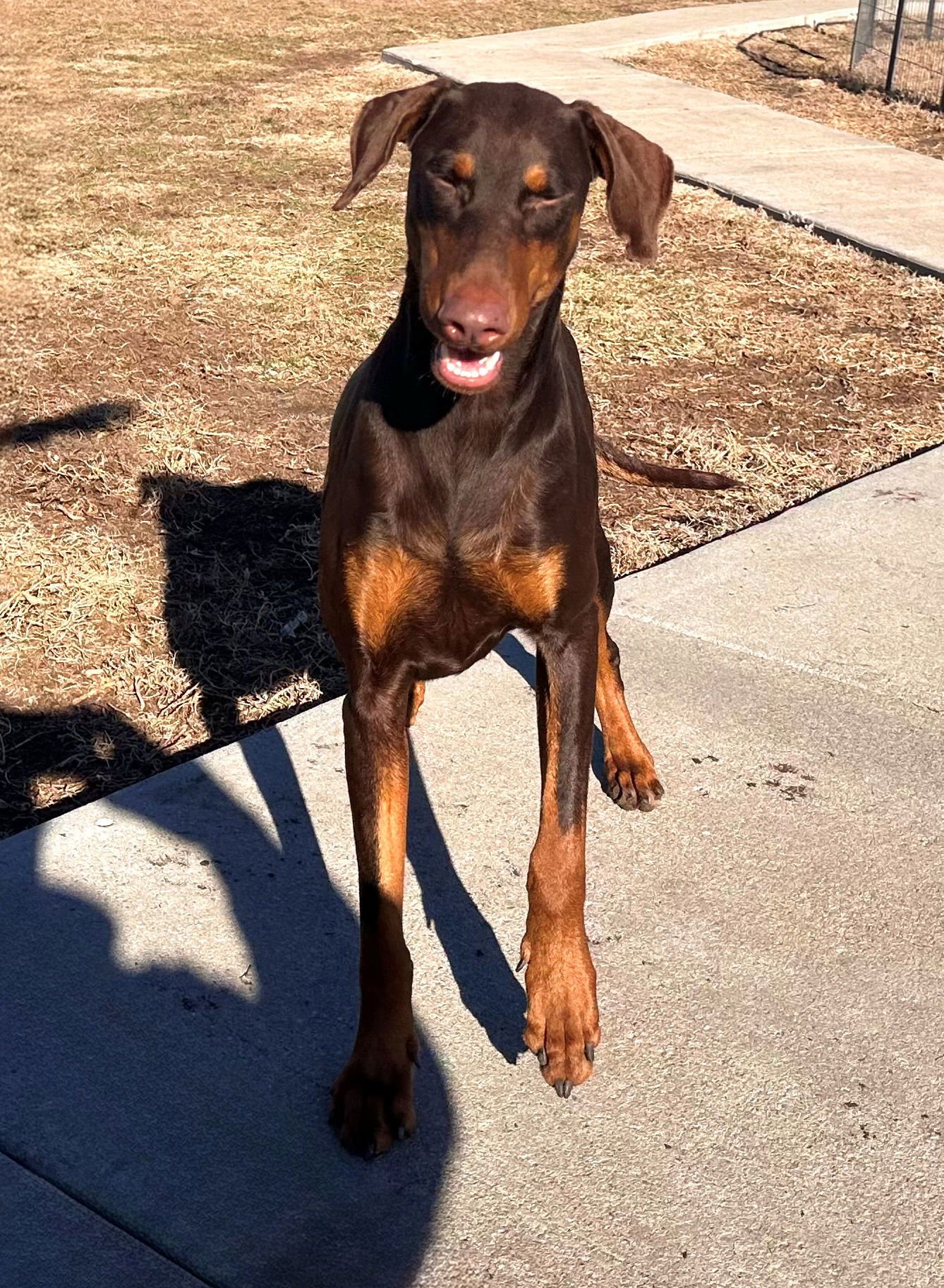 Bree **Adoption Submitted - Pending Approval ** - Photo 4