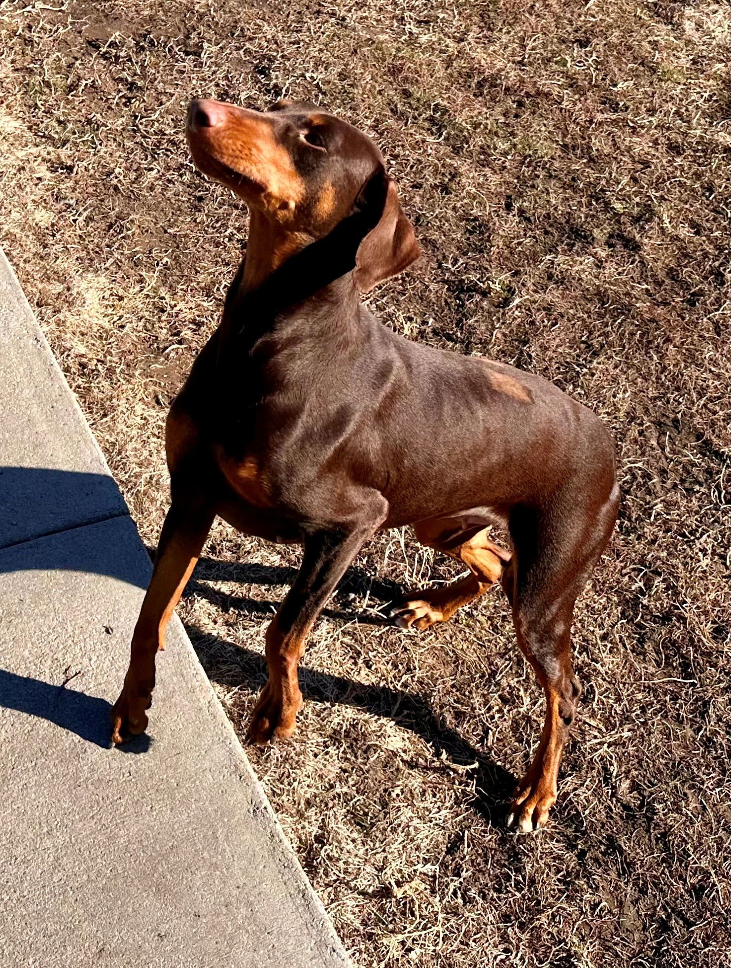 Bree **Adoption Submitted - Pending Approval ** - Photo 5