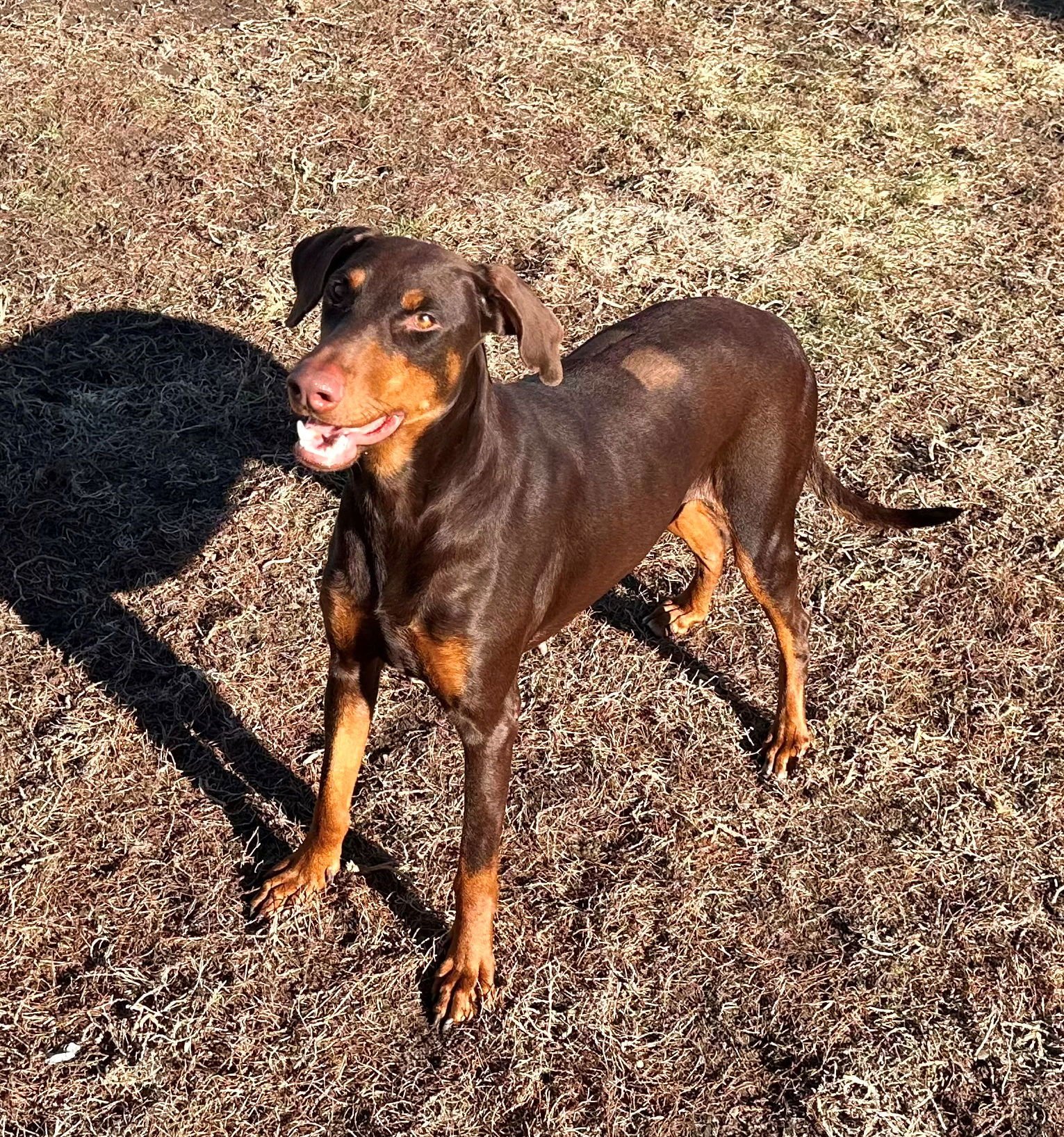 Bree **Adoption Submitted - Pending Approval ** - Photo 6