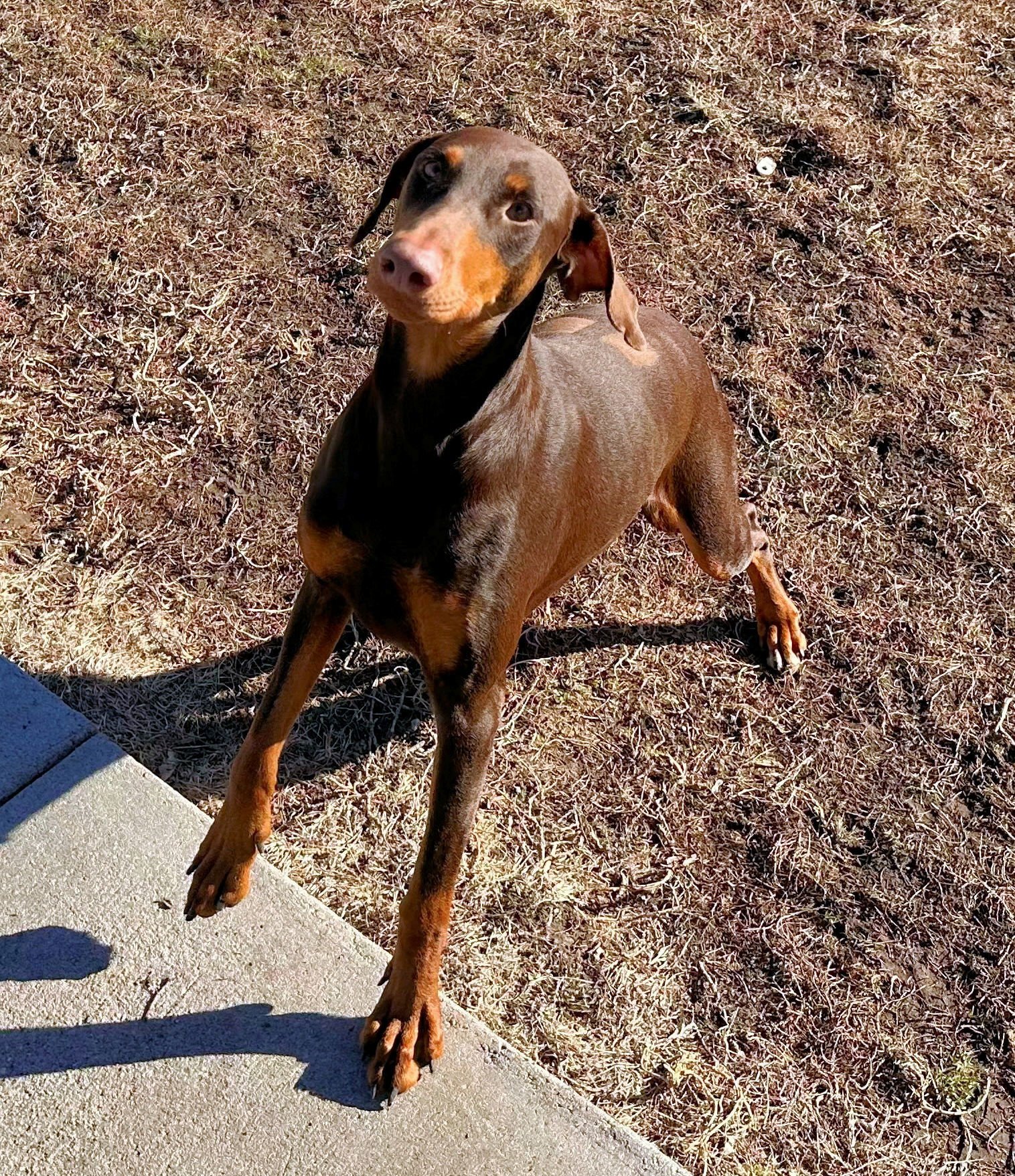 Bree **Adoption Submitted - Pending Approval ** - Photo 7