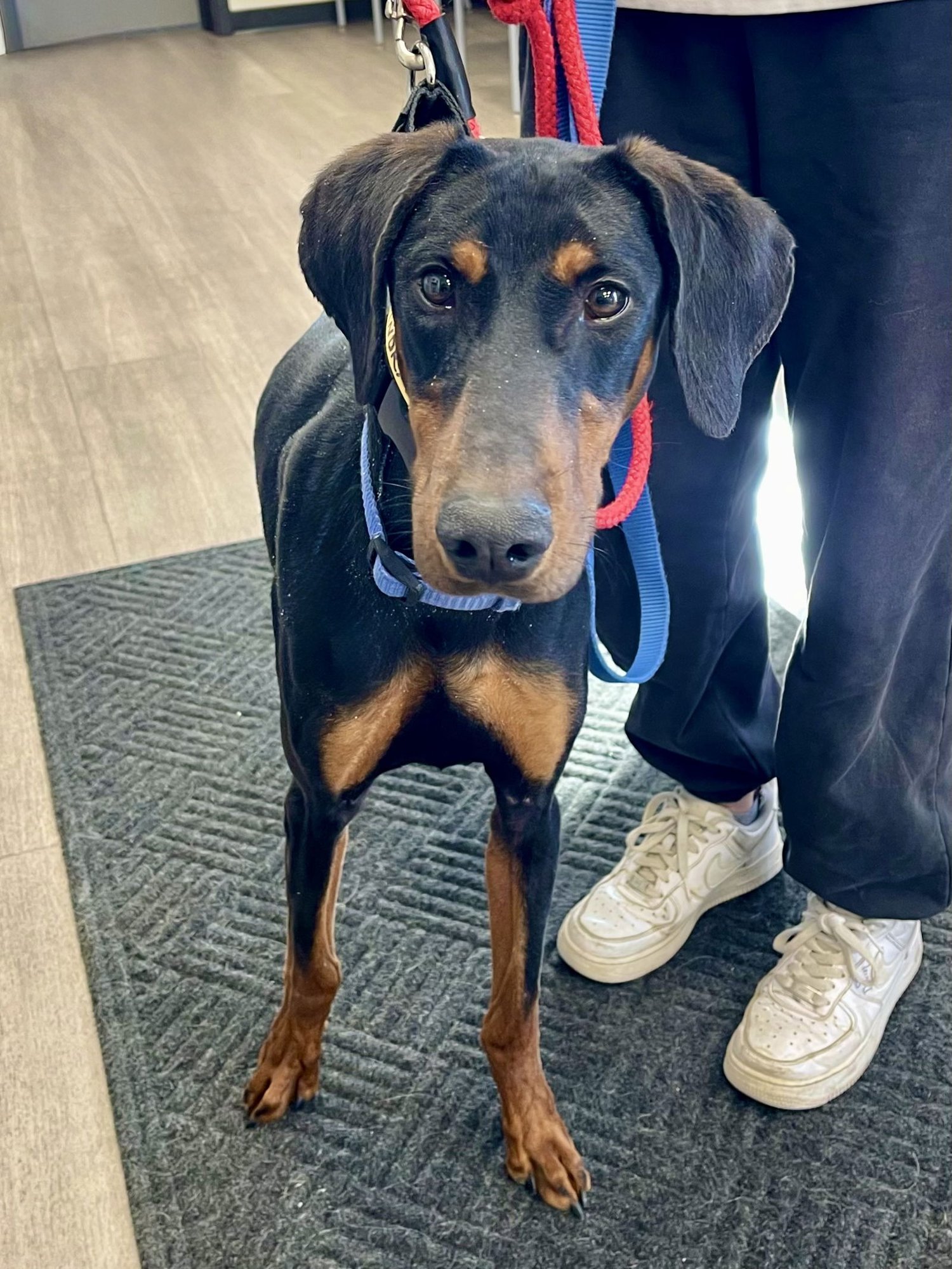 JADEN **ADOPTION SUBMITTED - PENDING APPROVAL ** - Doberman Pinscher for adoption in Omaha