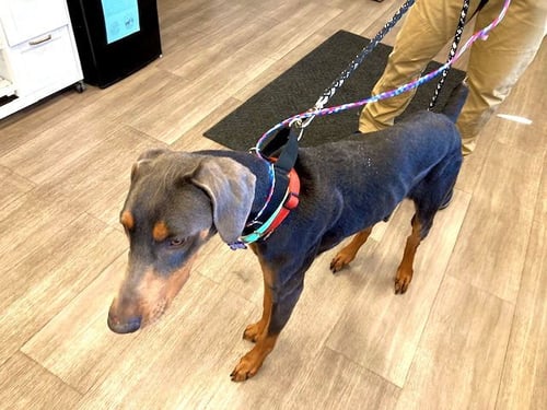 STERLING - Doberman Pinscher available for adoption