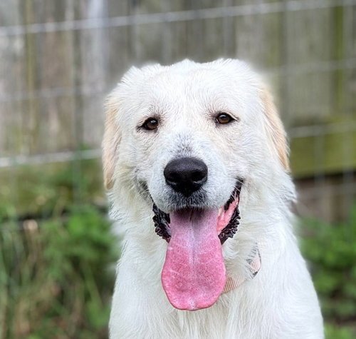 JOSIE - Great Pyrenees available for adoption