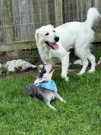 Josie - Photo 2