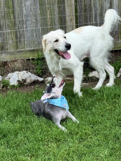 JOSIE - Great Pyrenees available for adoption